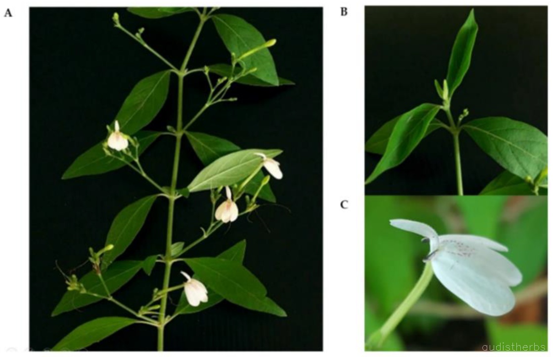 Rhinacanthus nasutus flower8.JPG